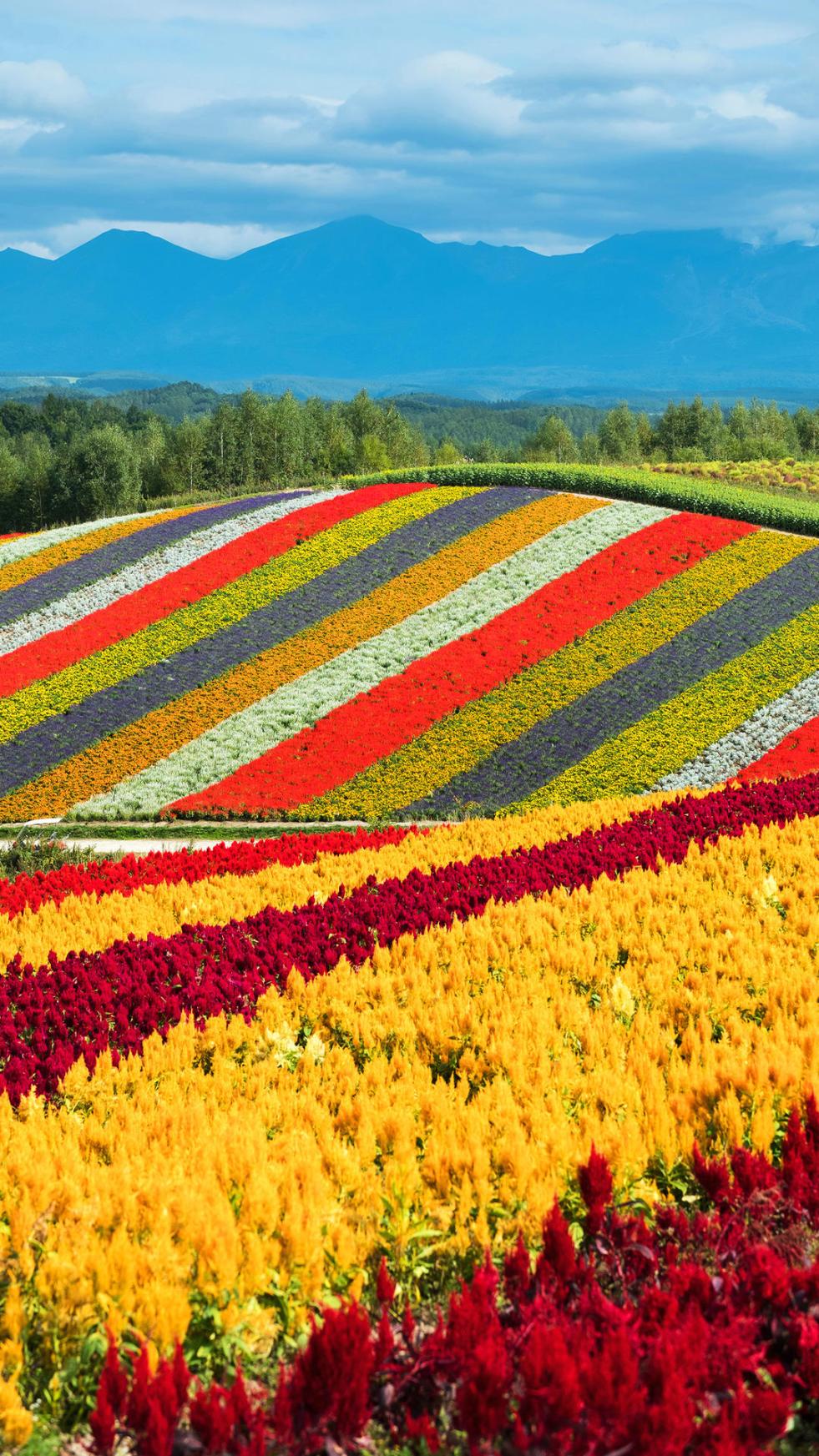 【tv商品】瑞梦百年手工蚕丝特供被 白色